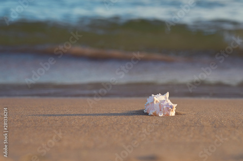 Sea shell on sandy beach with blurred sea water with waves on a background. Copy space.