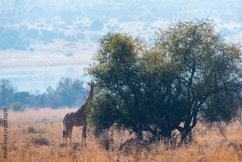 Giraffes on Safari in South Africa