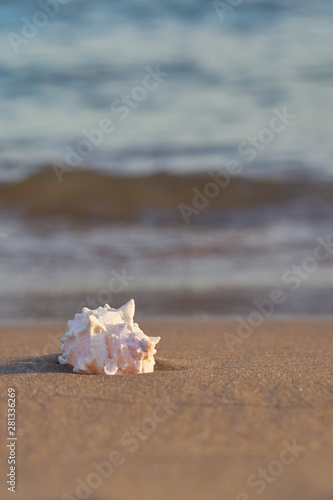 Sea shell on sandy beach with blurred sea water with waves on a background. Copy space.