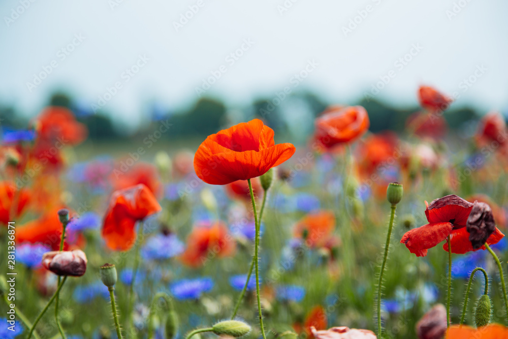 Fototapeta premium rote Mohnblumen 1