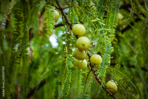 Amalaki Fruit - Powerful Health Benefits Of The Indian Fruit