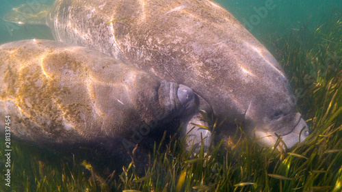 A Florida Manatee (Trichechus manatus latirostris) calf nurses at its mother's side. West Indian Manatees are related to elephants. Their status was changed from endangered to threatened in 2017.