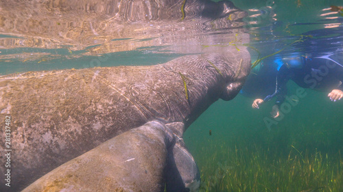 A Florida Manatee (Trichechus manatus latirostris) calf nurses at its mother's side, as unidentifiable snorkelers watch in the background, West Indian Manatees are related to elephants.