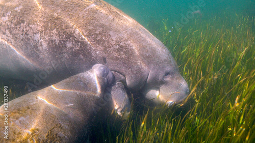 A Florida Manatee (Trichechus manatus latirostris) calf nurses at its mother's side. West Indian Manatees are related to elephants. Their status was changed from endangered to threatened in 2017. photo