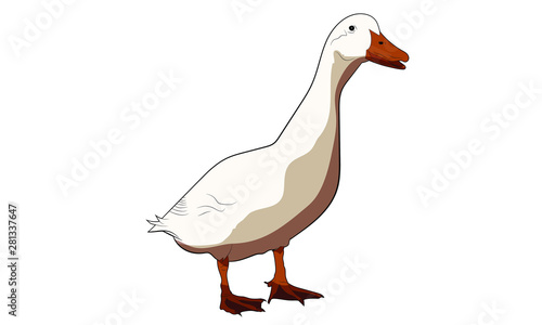 white isolated duck farm animal