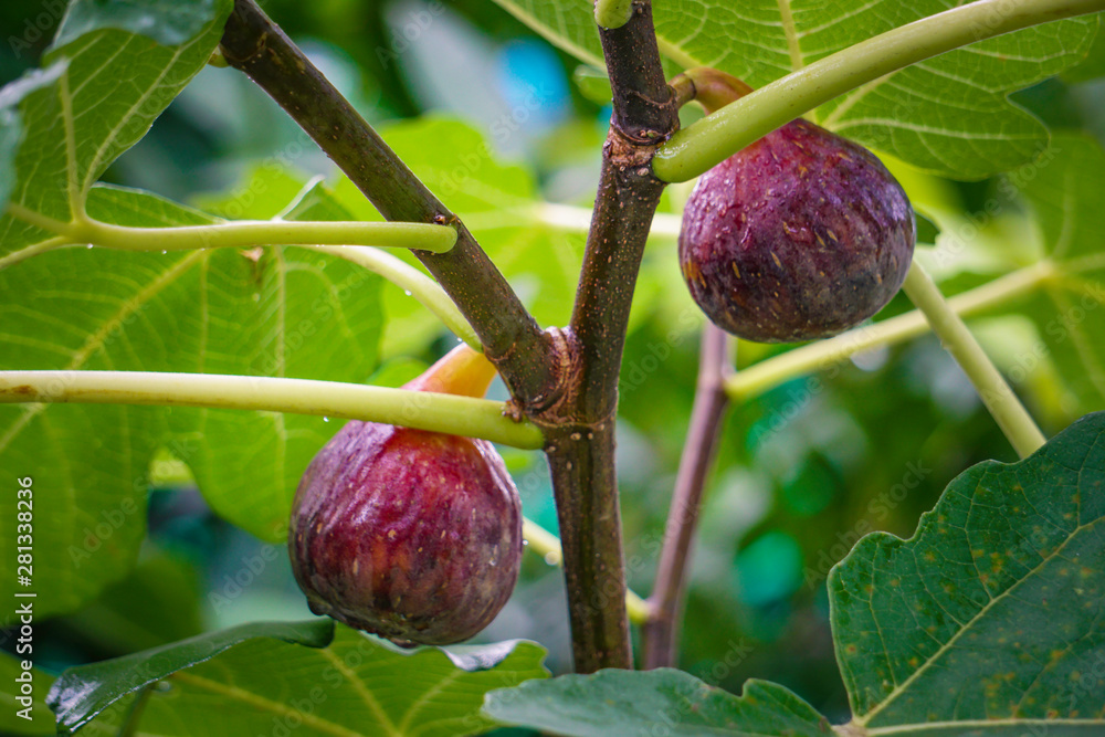 Ficus racemosa (syn. Ficus glomerata Roxb.) is a species of plant in ...