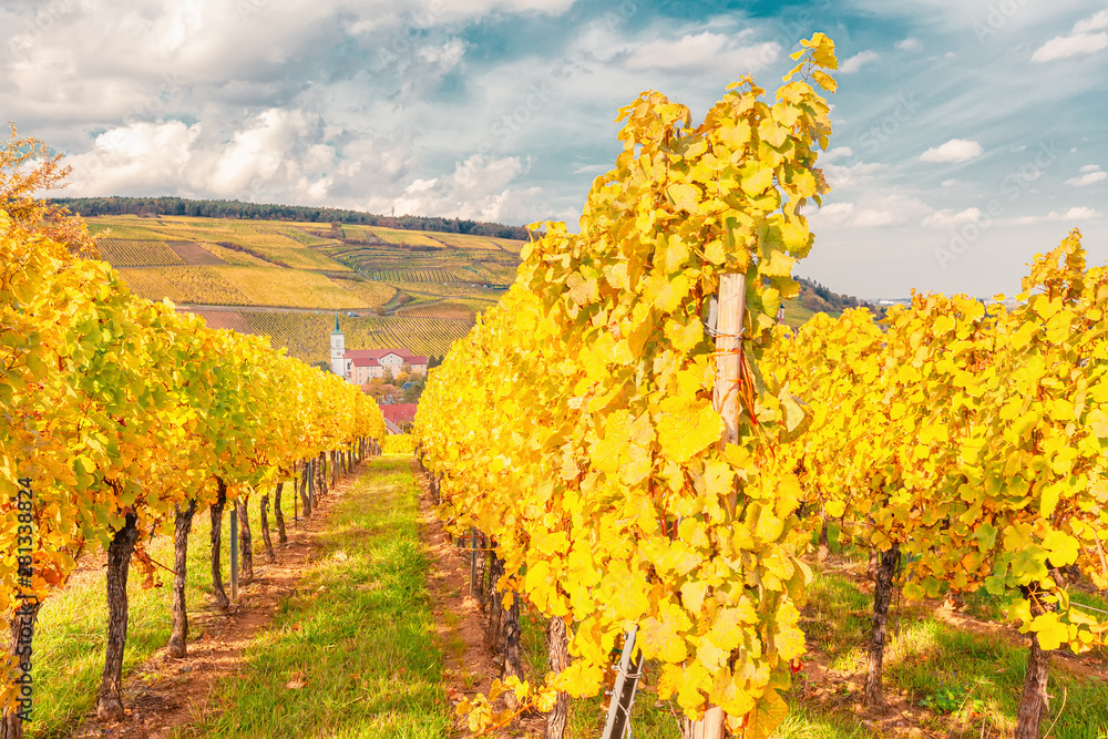Naklejka premium Landscape with autumn vineyards in region Alsace, France near village of Barr