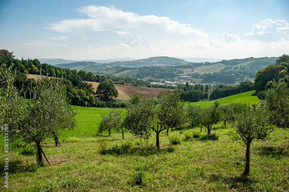Summer Italian panoramic with olive trees