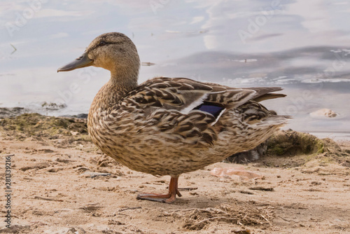The duck is standing on one leg on the shore of the bay in the summer. Wild birds in natural habitat. © Sergey
