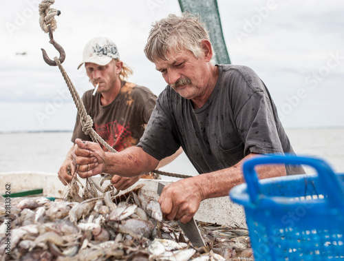 Fotografie Two fishermen sort a catch of shrimp on the deck of a commercial fishing boat