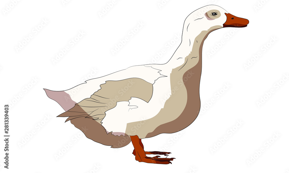 Fototapeta premium white isolated duck farm animal