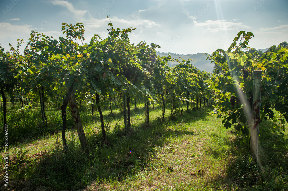 Vineyard in Emilia-Romagna, Italy
