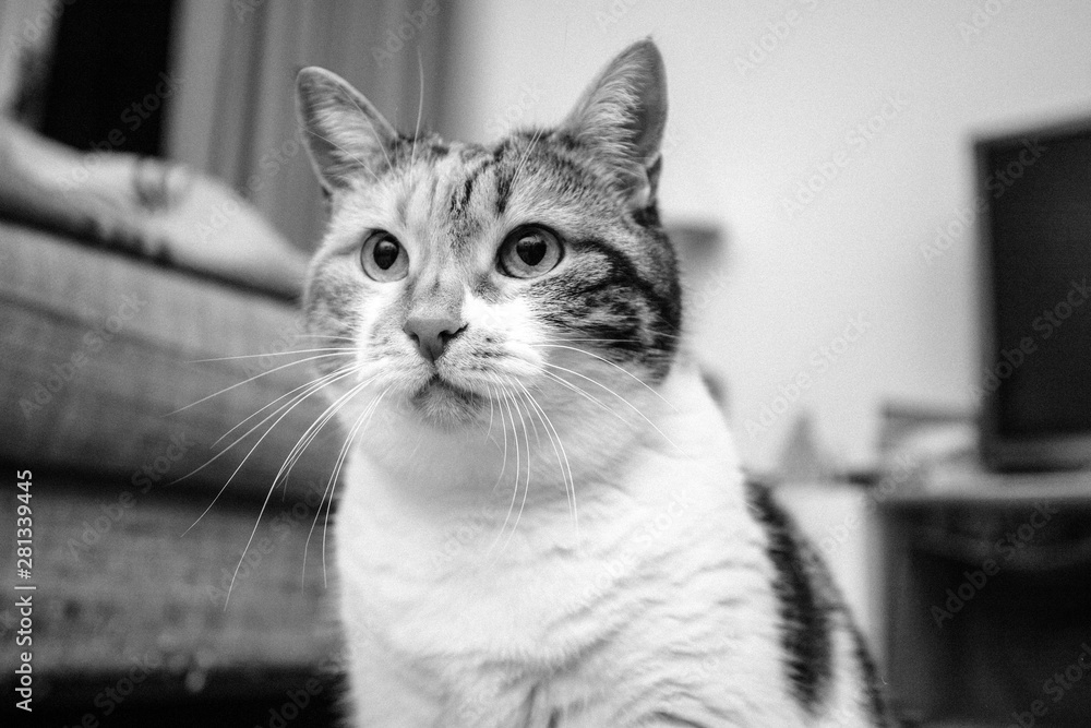 Beautiful cat portrait in living room - black and white image