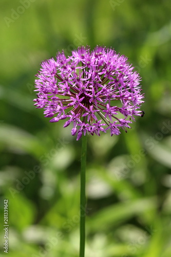 Allium or Ornamental onion round flower head composed of dozens of fully open blooming star shaped light purple flowers growing in local garden on warm sunny spring day