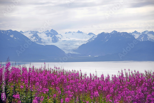 Grewingk Glacier with fireweed in the foreground - Homer, Alaska