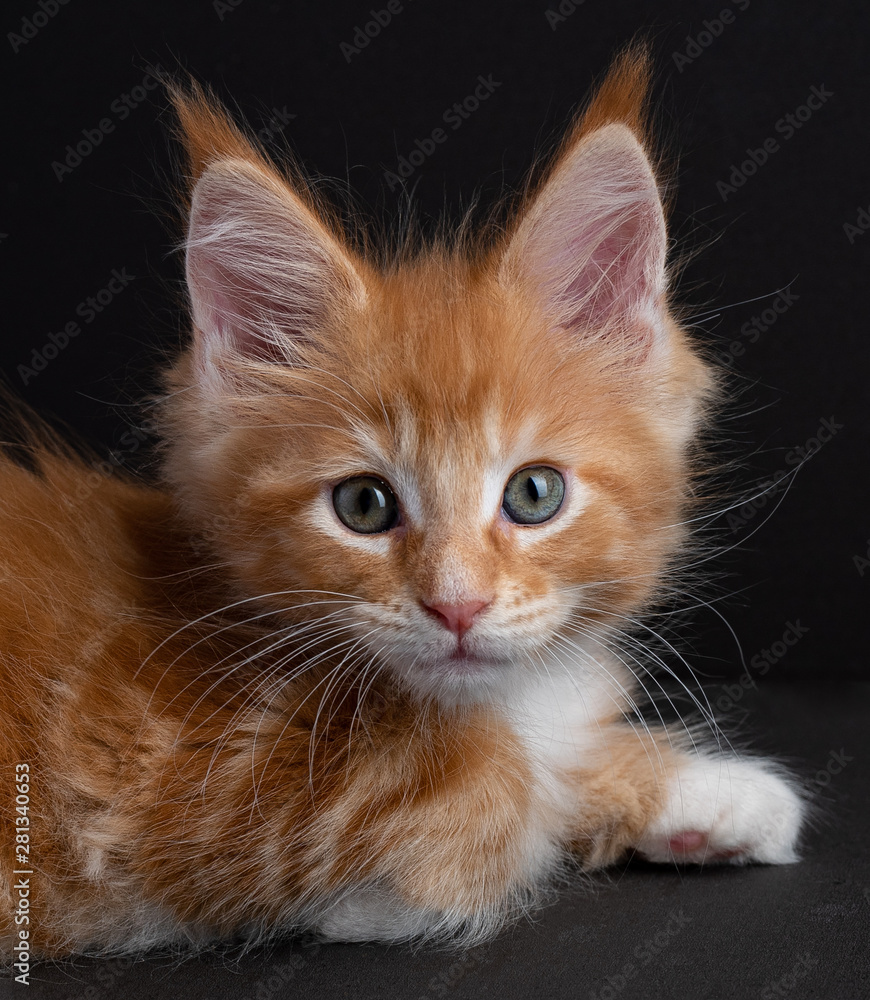 Kitten Maine Coon color red with white isolated on black background Kitten Maine Coon color red with white isolated on black background