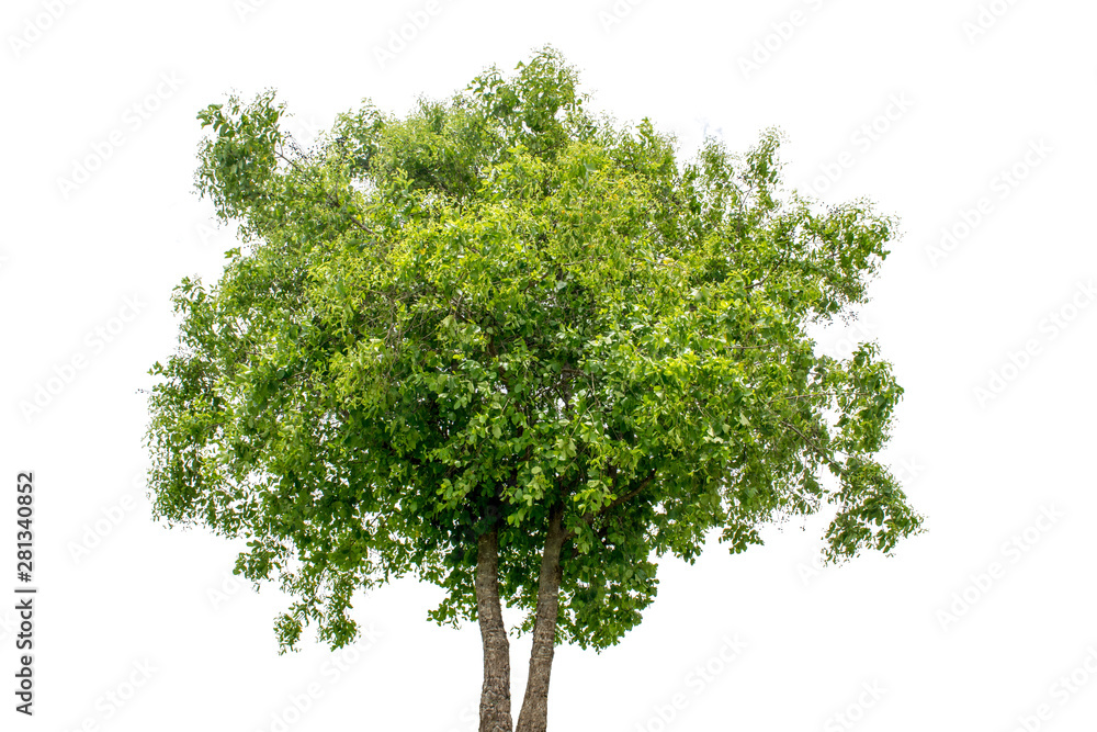 The tree is completely separated from the white ba background Scientific name  Mitragyna diversifolia Havil. 