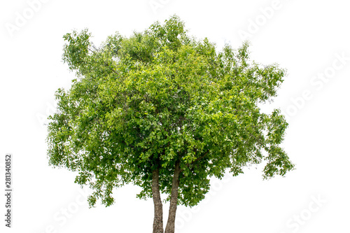 The tree is completely separated from the white ba background Scientific name  Mitragyna diversifolia Havil. 