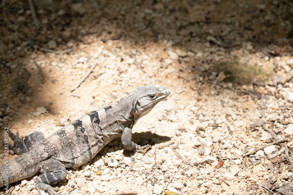 Chichén-Itzá, Yucatan / Mexico - July, 24, 2019: Chichen Itza Archaeological site