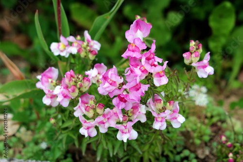 Bunch of Common snapdragon or Antirrhinum majus flowering plants with light pink open blooming flowers growing in local urban garden surrounded with other plants and flowers on warm sunny spring day © hecos