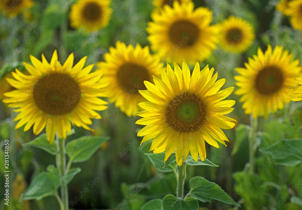 A cluster of Sunflowers face east.