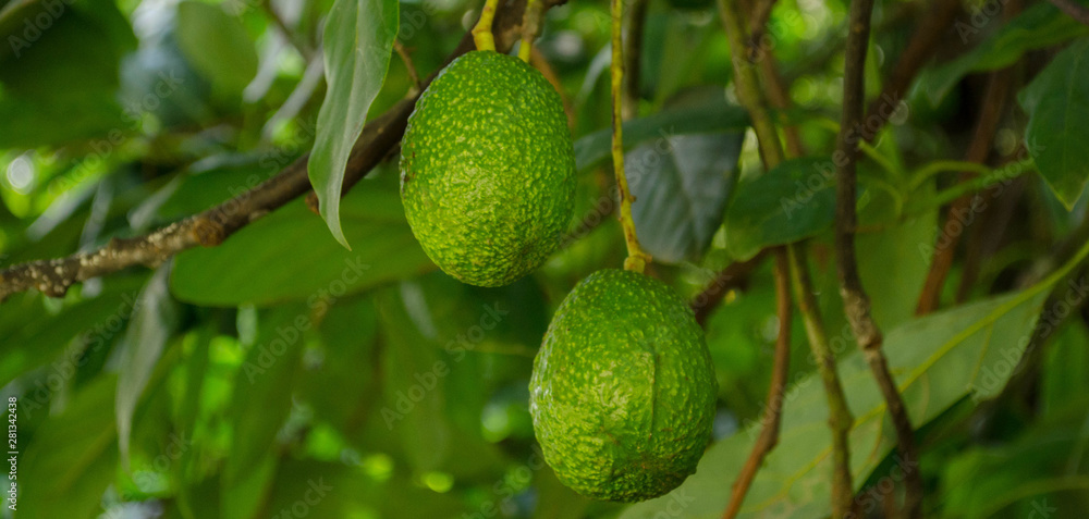 dos aguacates colgando de un arbol dos aguacates colgando de un arbol