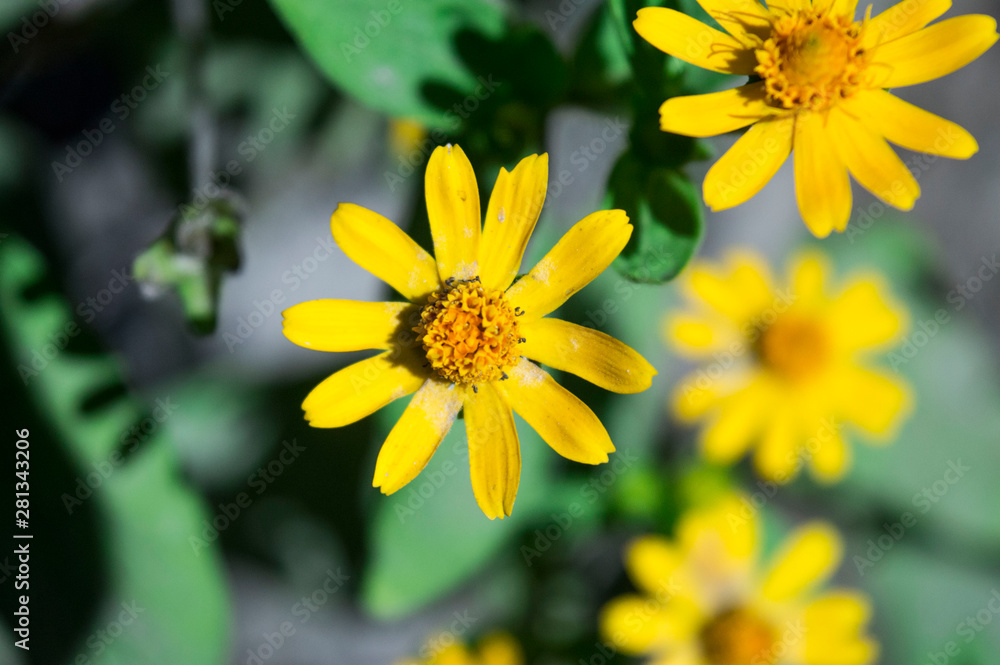 Melampodium yellow ornamental plants Melampodium yellow ornamental plants