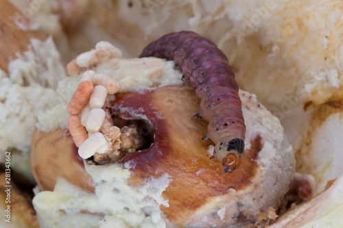 Close up of worm (Mudaria luteileprosa Holloway) on durian fruits. photo