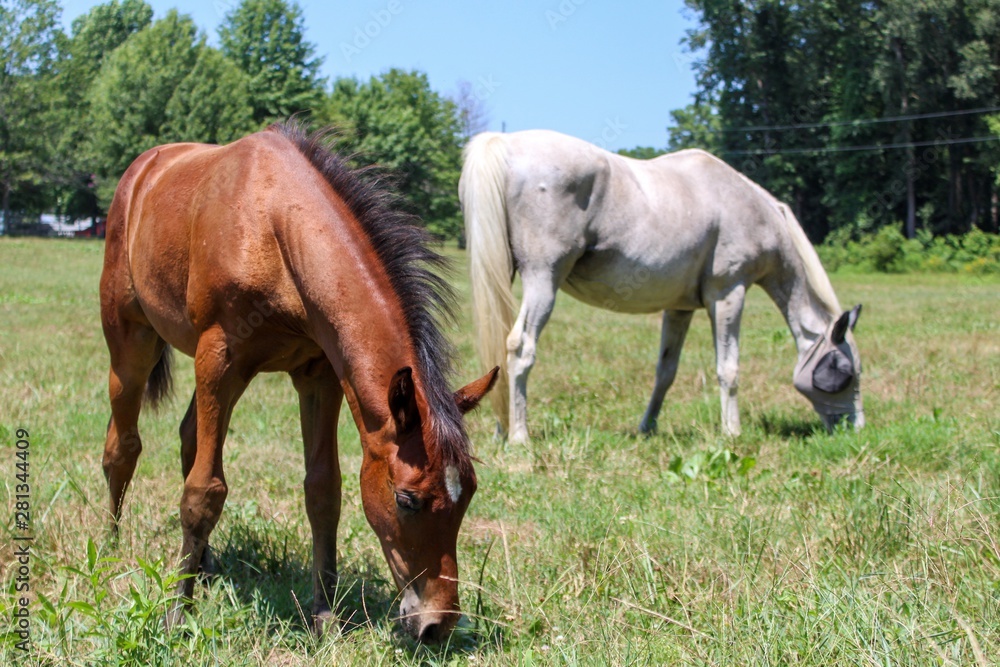 Idyllic Scene of a White Mare and a Bay Filly Foal in a Green Summer Pasture Idyllic Scene of a White Mare and a Bay Filly Foal in a Green Summer Pasture