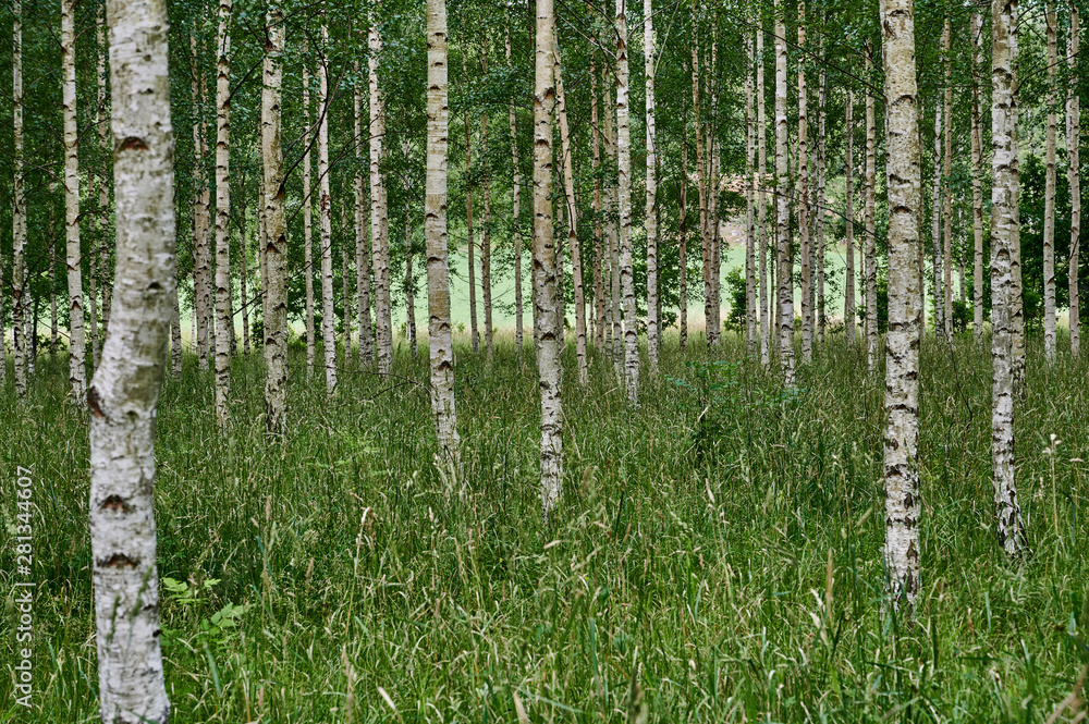 Obraz premium Birch forest