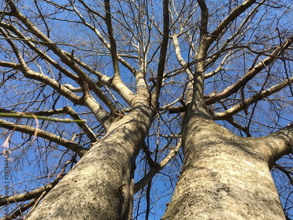 Fototapeta premium Southern Trees
