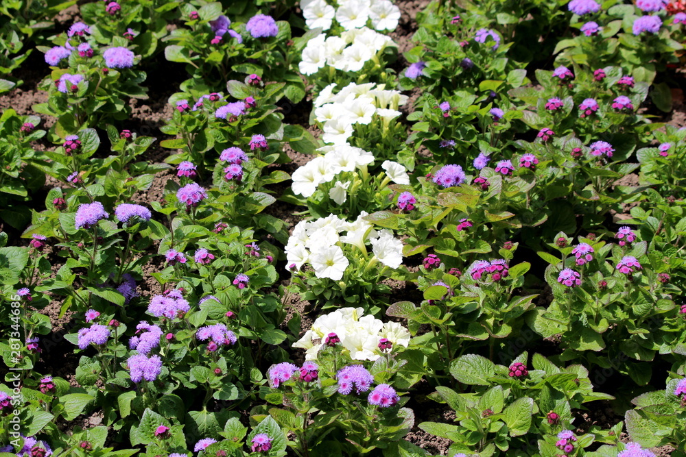 Densely planted Floss flower or Ageratum houstonianum or Flossflower or Bluemink or Blueweed or Pussy foot or Mexican paintbrush annual plants with softly hairy stems and fuzzy tufted violet flowers i