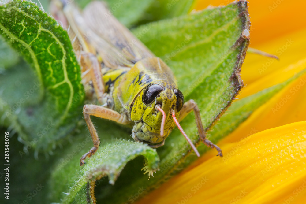 Grasshopper Macro in Alaska Grasshopper Macro in Alaska