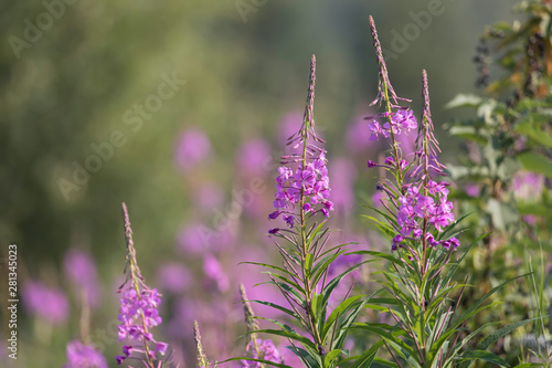Alaskan Fireweed in Full Bloom