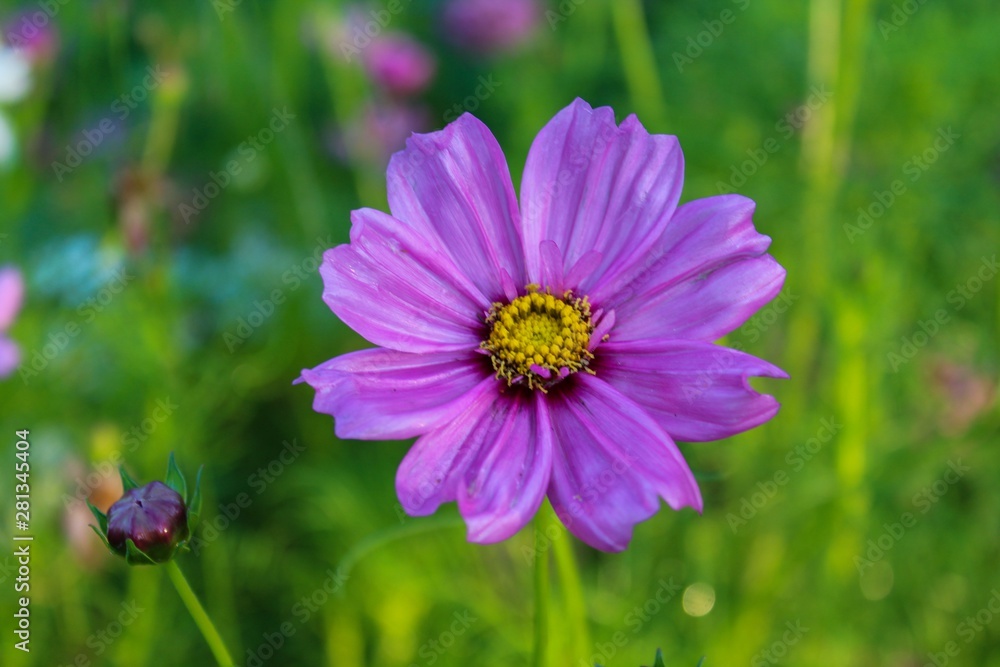 Pretty Purple Cosmos Closeup with Bokeh Background Pretty Purple Cosmos Closeup with Bokeh Background