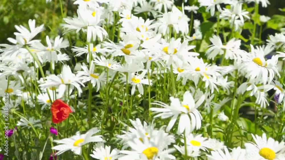 Giant wild daisies blowing gently in the window with other wildflowers Giant wild daisies blowing gently in the window with other wildflowers