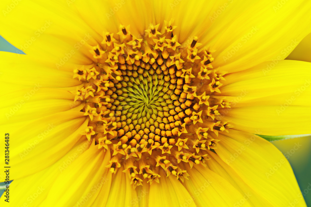 Yellow flower of sunflower close-up. The middle of the inflorescence and the petals. Yellow flower of sunflower close-up. The middle of the inflorescence and the petals.