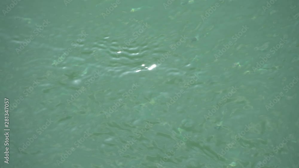 Clear water river background. close up pure fresh transparent mountain river water. View from above. Nature Flowing current shallow river Clear water river background. close up pure fresh transparent mountain river water. View from above. Nature Flowing current shallow river