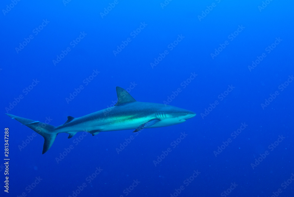 A Caribbean reef shark presiding over his stretch of ocean. The predator has a bad reputation but is fine for divers to swim around. Unfortunately these species are in mass decline