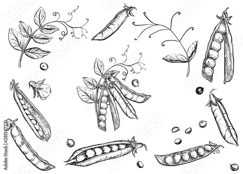 Detailed hand drawn ink black and white illustration set of pea pods and peas, flowers. sketch. Vector eps 8