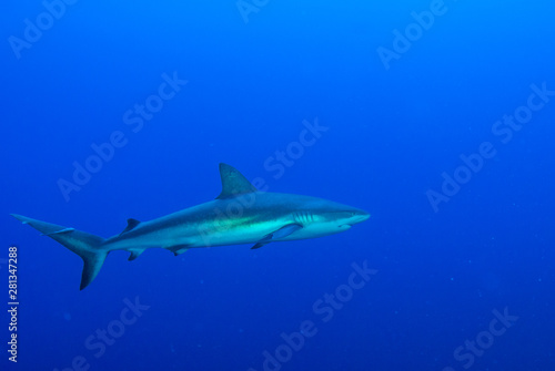 A Caribbean reef shark presiding over his stretch of ocean. The predator has a bad reputation but is fine for divers to swim around. Unfortunately these species are in mass decline © drew
