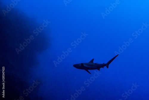 Fototapeta Naklejka Na Ścianę i Meble -  A silhouette shot of a Caribbean reef shark. This predator is cruising through the waters of the Cayman Islands, specifically Grand Cayman