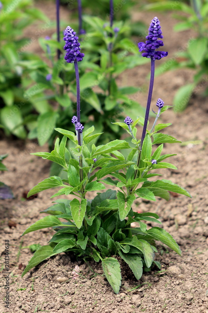 Mealycup sage or Salvia farinacea or Mealy sage herbaceous perennial plants with violet blue spikes filled with flowers surrounded with green leaves and dry soil in local urban garden on warm sunny sp Mealycup sage or Salvia farinacea or Mealy sage herbaceous perennial plants with violet blue spikes filled with flowers surrounded with green leaves and dry soil in local urban garden on warm sunny sp