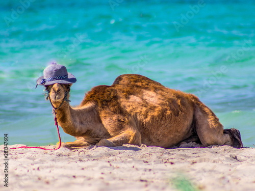 Quadro su tela Young Camel