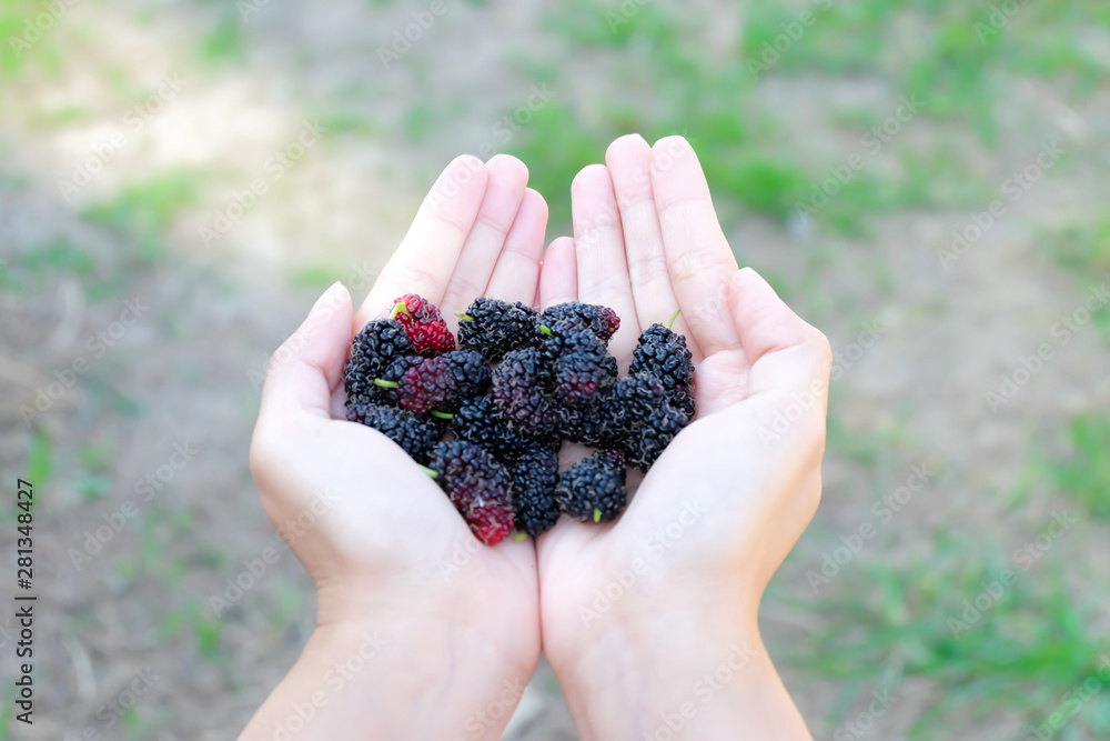 Fresh Mulberry fruits on hand, Mulberry with very useful for the treatment and protect of various diseases. Organic fresh, ripe fruit. Fresh Mulberry fruits on hand, Mulberry with very useful for the treatment and protect of various diseases. Organic fresh, ripe fruit.
