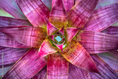 Bilde på lerret close up pink flower bromeliad