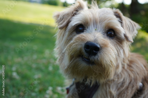 Puppy Smile