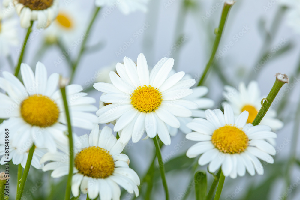 Obraz premium White daisies with isolated with white background