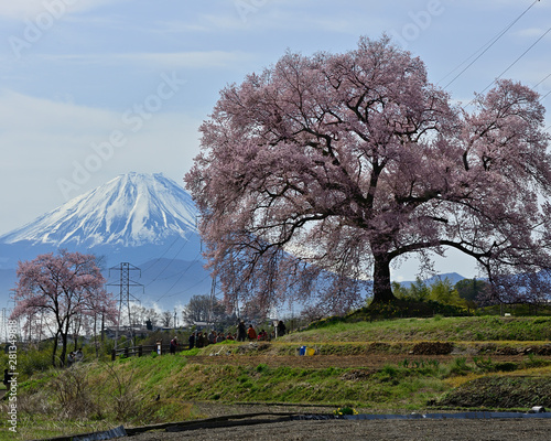 わに塚の桜と富士山