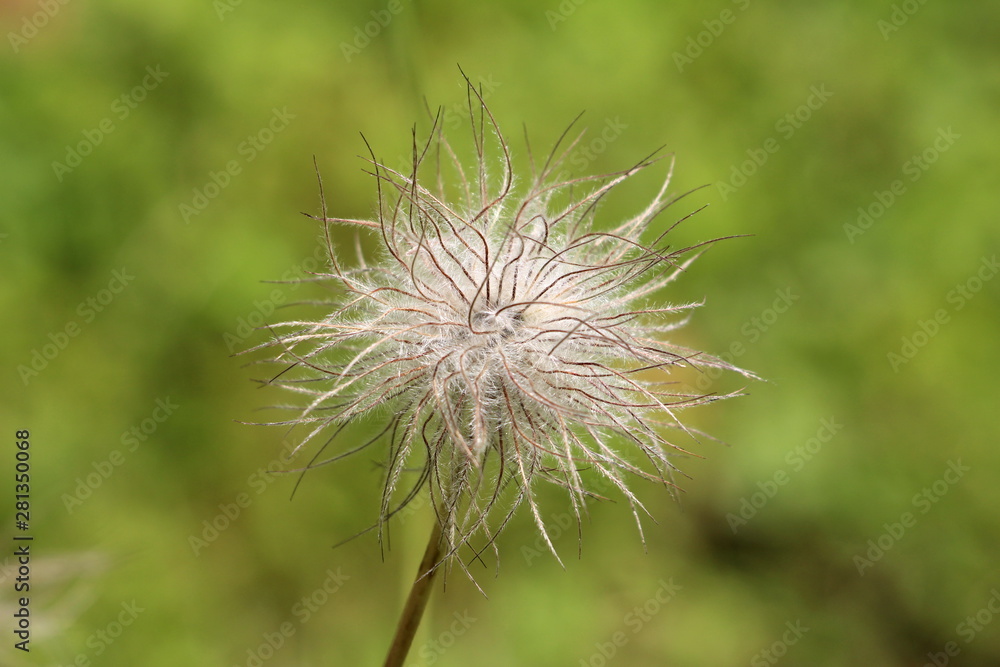 Obraz premium Pulsatilla vulgaris or Pasque flower or Pasqueflower or European pasqueflower or Danes blood flower hairy silky white seed head planted in local urban garden on warm sunny spring day